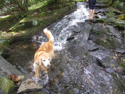 盛夏の陽明山