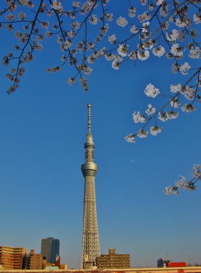 隅田公園　さくらまつり・桜花見ごろに　☆東京スカイツリーも目前に