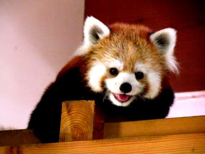 真夏のレッサーパンダ紀行【４】　茶臼山動物園　めっちゃ楽しい！！夜の動物園！！　モモちゃんおいたはほどほどにね