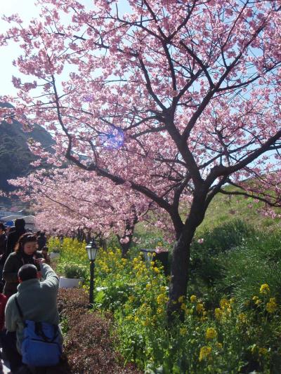 《2009年2月》河津桜　in　伊豆