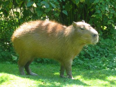 バンクーバー動物園へ行く