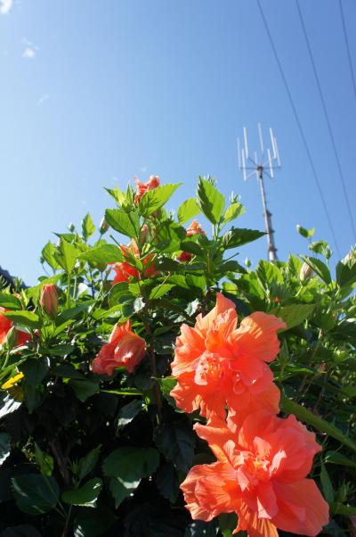 2012GW 八重山vol.1(西表島編)