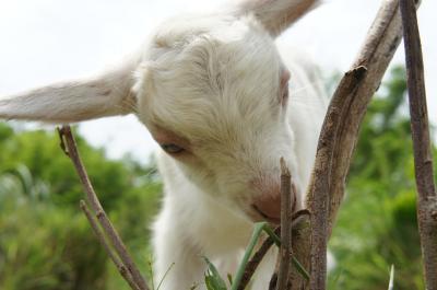 2012GW 八重山vol.2(黒島編)