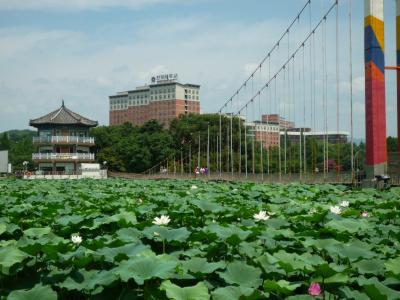 2012.7 全州でハスの花を見にトクジン公園へ、そして南原まで・・