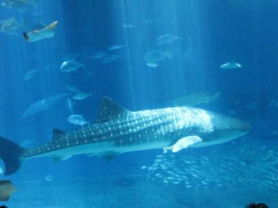 10年ぶりの沖縄