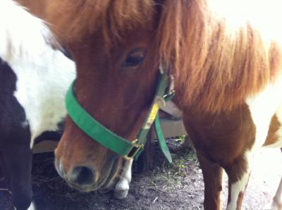 馬とお庭とハーフバイキング