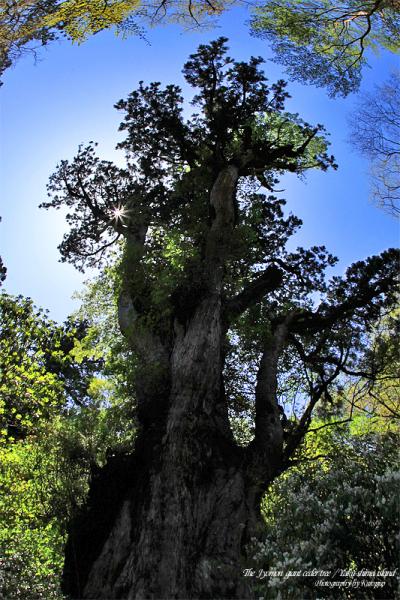 世界遺産　「屋久島で見た光景」　～縄文杉登山～大川の滝～千尋の滝～白谷雲水峡～　/　鹿児島