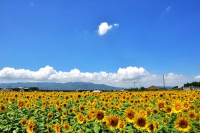 2012「大垣ひまわりランド」（大垣市平町地区）