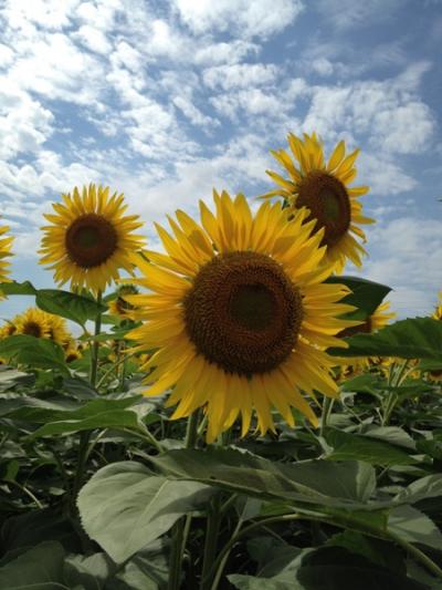 夏の休日