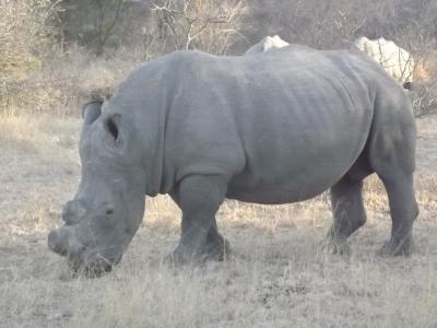 2012年8月7日　アフリカ　大自然と野生動物　その8/10（クルーガー１日目）