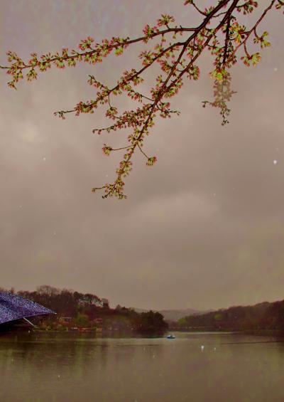 岩手/春-5　盛岡・高松公園、さくら名所まだ早く　☆雨降りの池畔で