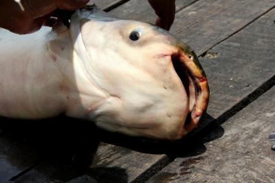 タイの釣堀でメコンオオナマズ釣った。ブンサムラン・フィッシング・パークは手ぶらで行ける。