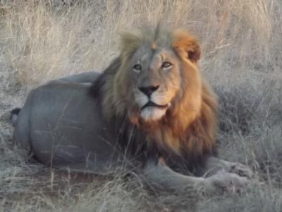 2012年8月8日　アフリカ　大自然と野生動物　その9/10（クルーガー２日目）