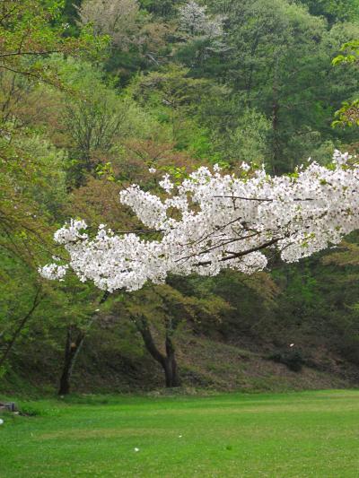 秋田/春-8　横手・真人公園、サクラ花びら散らし　☆リンゴの唄の歌碑も