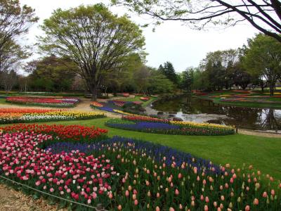 チューリップがとてもきれいな昭和記念公園2012