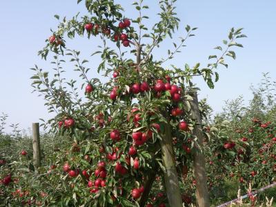 農園で夏野菜狩り