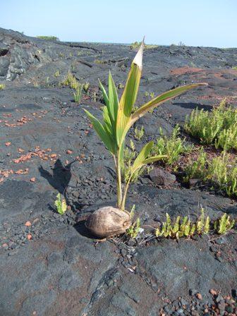 2012ハワイ旅行3日目