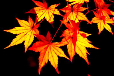 紅葉?　京都　夜の秋色を楽しむ（永観堂禅林寺）