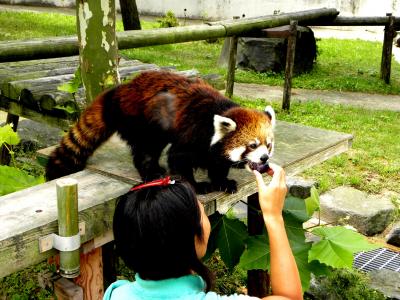 真夏のレッサーパンダ紀行【８】　秋田市大森山動物園Ｍｉｌｖｅ＆男鹿水族館ＧＡＯ　間に合うか！？２つのまんまタイム！！