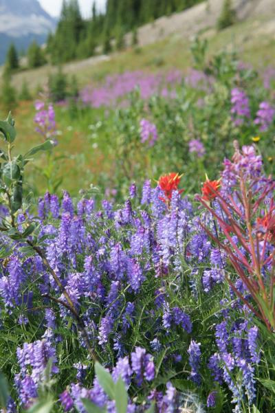 大自然と動物たちに癒されて♪inカナディアンロッキー☆コロンビア大氷原＆ボウレイクでほっこり編vol.3