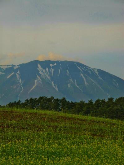 岩手/春-8　岩手山、小岩井の桜並木～盛岡　☆はやて36号で東京へ