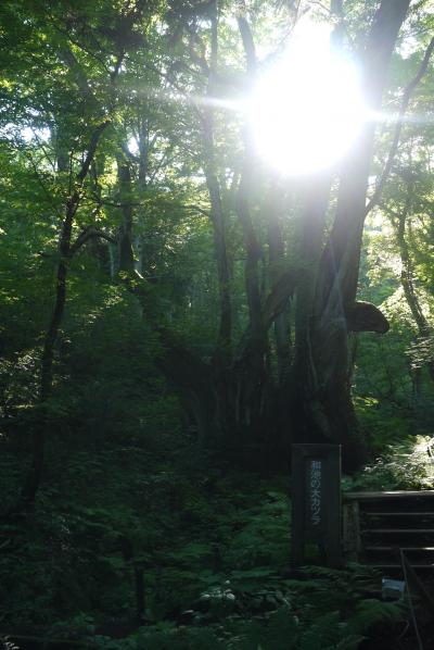 湯村温泉（リフレッシュパークゆむら）＆但馬高原植物園