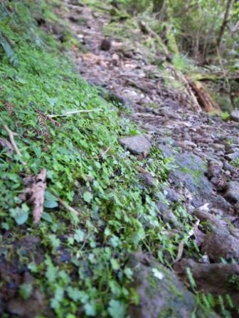 英彦山に登ってみよう!