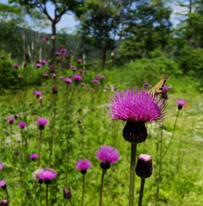 夏の尾瀬 ~青く澄みわたった遠いそら~