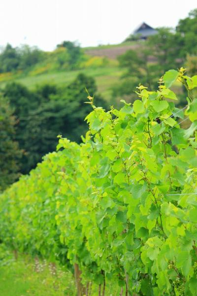 ギリギリの夏景色～こだわりのワイナリー～山崎ワイナリーと田園風景