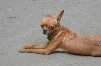 初めてのベトナム（ホイアン２日目編）５