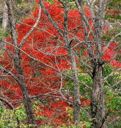 清津峡⇒秋山郷⇒雑魚川渓谷-奥志賀スーパー林道⇒志賀高原ドライブ・その２
