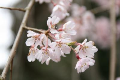 桜の季節、奈良へ（２日目）