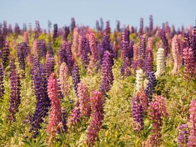 タビノキロク☆2012カナダ旅行記1 成田からトロント経由でP.E.Iへ