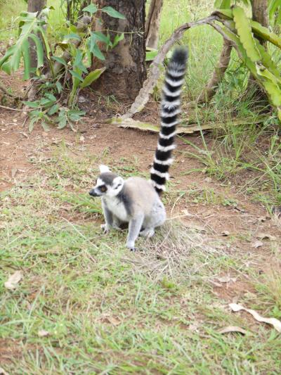 マダガスカルの首都　アンタナナリボでLemurに出会う