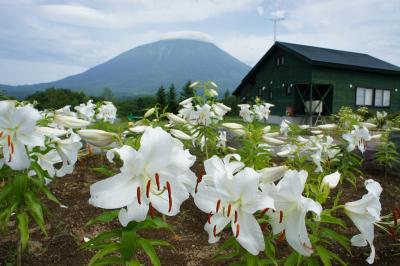 8月中旬の旅　京極キャンプ　Day2　真狩のユリと温泉とおいしいパン編