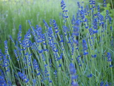 タビノキロク☆2012カナダ旅行記10 P.E.I最終日Part1