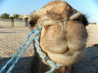 チュニジア放浪記