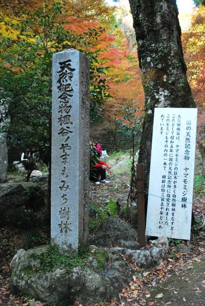 紅葉?　岐阜県　美濃のもみじ谷　（大矢田神社）