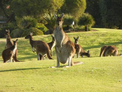 2012夏　ひさびさ海外　どこ行く？パースに行ってみようか？（その２）　～カンガルーにびっくり～