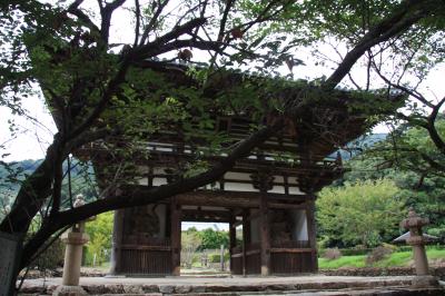 長保寺・千葉（せんば）山・鷲ヶ峰コスモスパークへドライブ