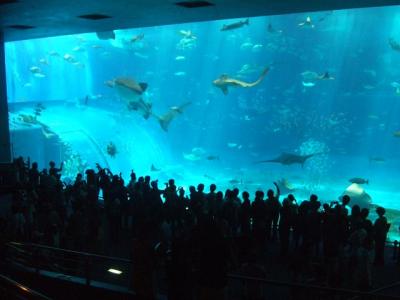 2008 沖縄旅行ふたたび【その２】初めての美ら海水族館と本部のカフェ