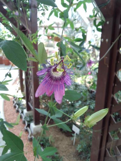 山中湖・花の都公園