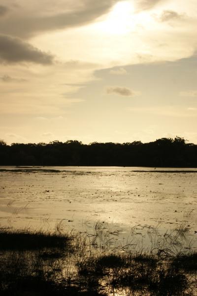 スリランカ１カ月の旅へいざ出発 ③ ー ウィルパットゥ国立公園( Wilpattu National Park ) を訪ねて