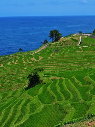 能登-5　白米千枚田、世界農業遺産の景観美　☆海の青/稲の緑 絶妙に