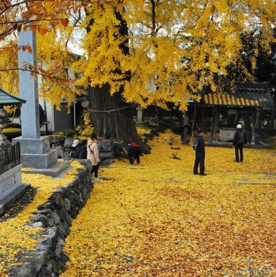 紅葉?　滋賀県　湖北の黄色い絨毯　高月町（天川命神社）