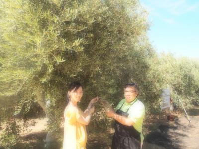 スペイン４日目～カルモナのオリーブ畑