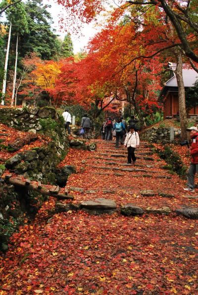 紅葉?　滋賀県　山寺の参道を覆うレッドカーペット　高月町（鶏足寺）