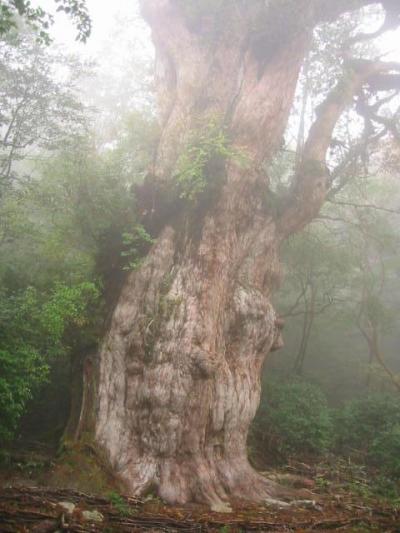 2004年　屋久島