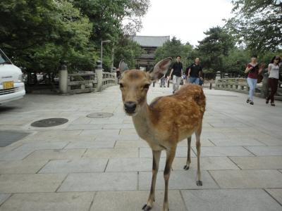 奈良の鹿と氷室神社のかき氷