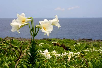 ゴールデンウィークの沖縄（その3、百合の花が咲き誇る伊江島へ）